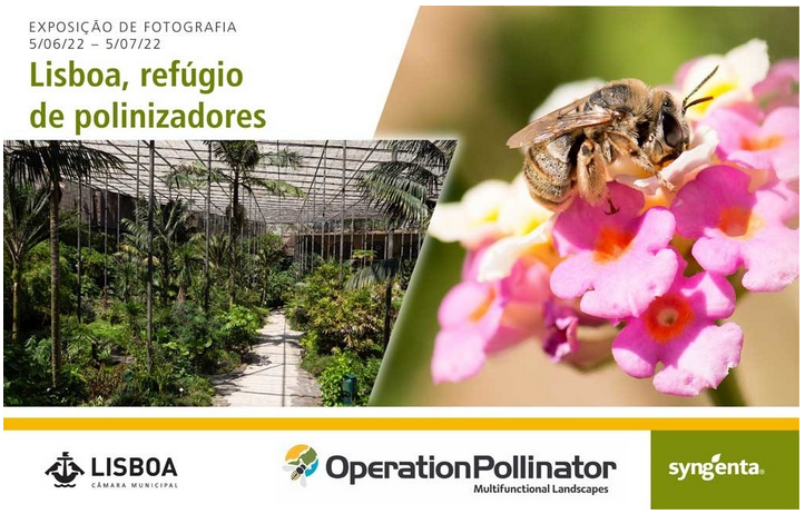 Exposição fotográfica “Lisboa, refúgio de polinizadores”, na Estufa Fria de Lisboa até dia 5 de Julho